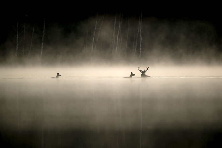 Das Flüstern der Wälder Film 01