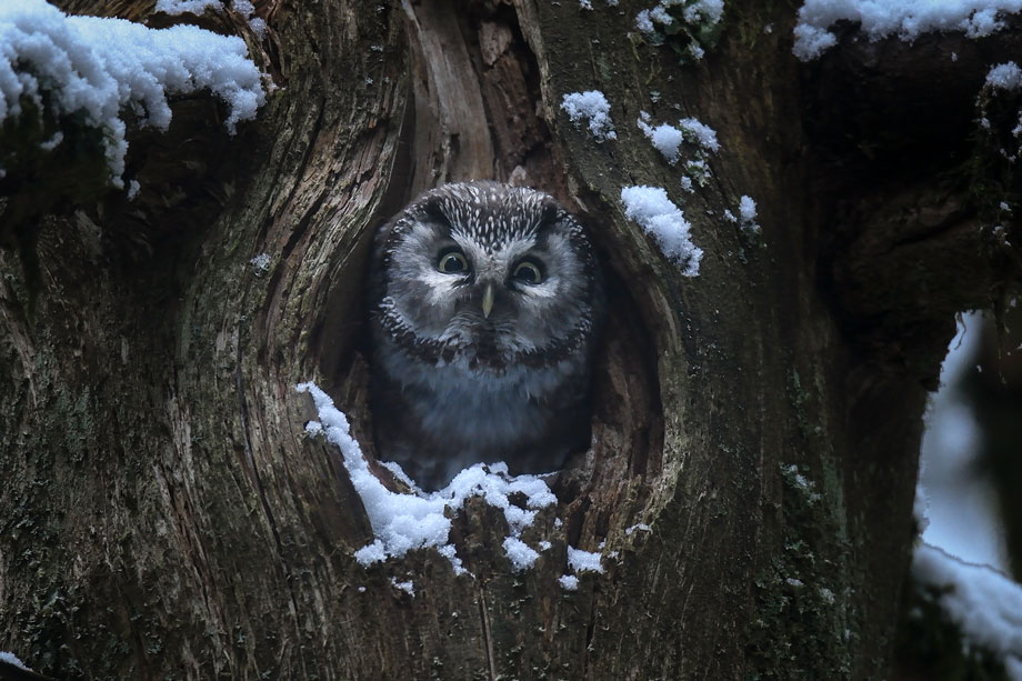 Das Flüstern der Wälder Film 01